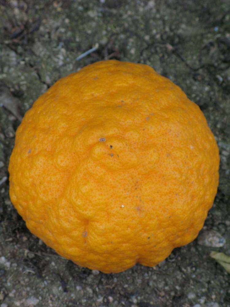            Fruit (Riverside, CA)   